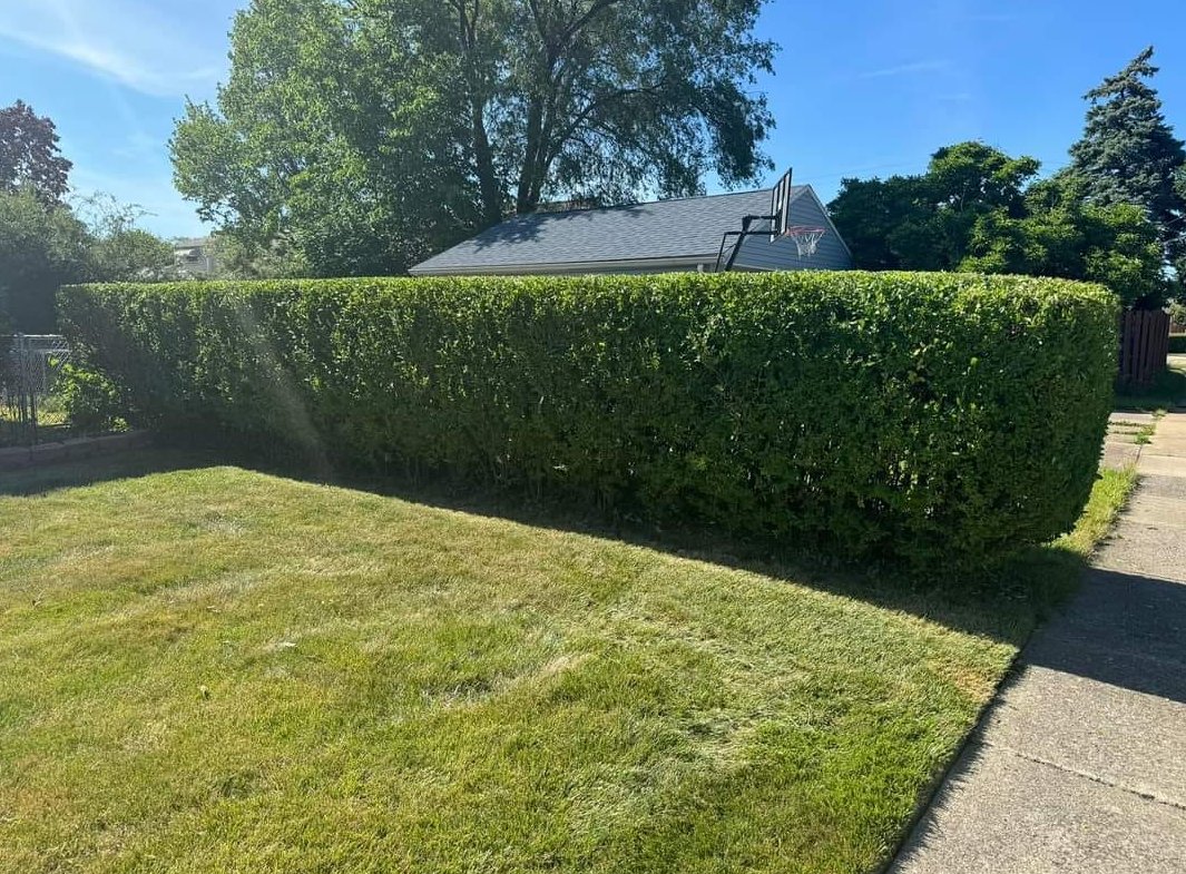 Daltons Property Maintenance hedge trimming Peterborough